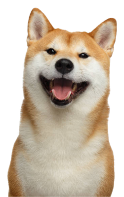 微笑柴犬旅伴
